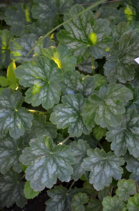 Heuchera x 'Ruby Bells'